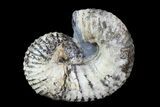 Rare, Scaphites Heteromorph Ammonite - Kansas #93750-1